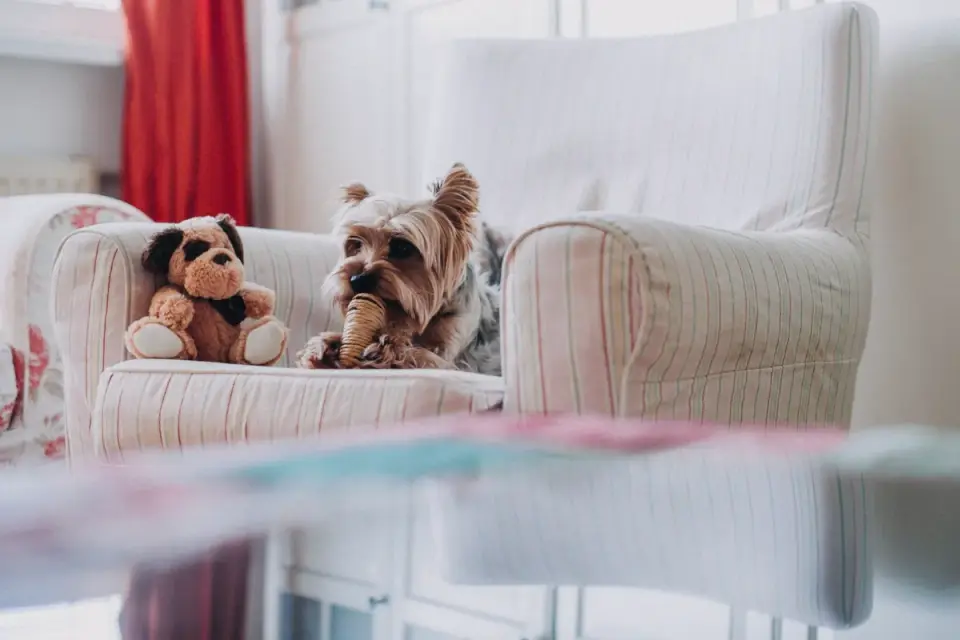 A small dog resting on a familiar travel bed placed in a hotel room