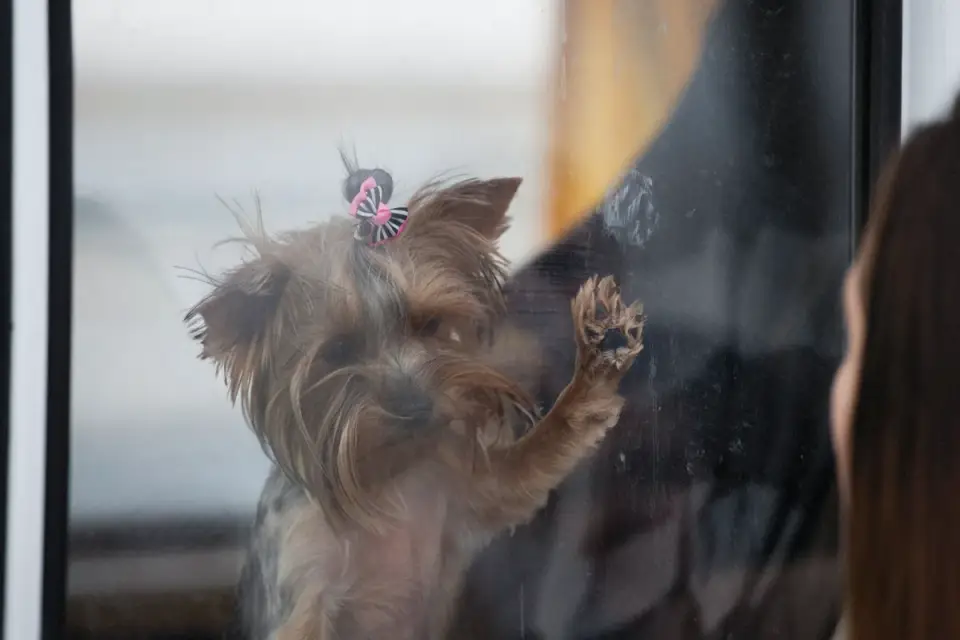 A small dog sitting in a raised booster-style car seat, clipped in by a short leash