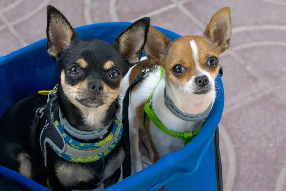 A small dog travel carrier sitting near an airport pet relief area sign