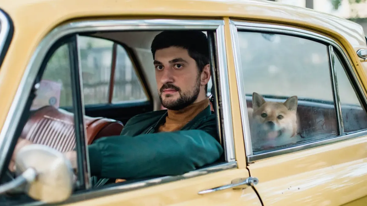 A young puppy sitting calmly on the back seat of a car, secured in a harness