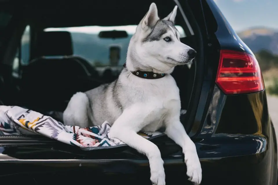 An owner loading travel bags into a car while a dog waits nearby