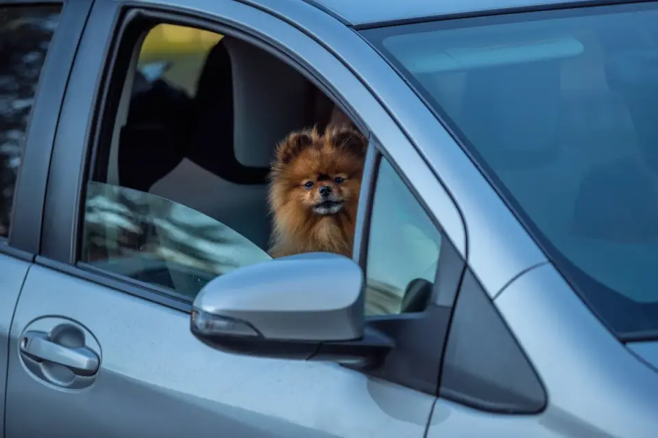 Black lab secured in car with a harness, looking calm