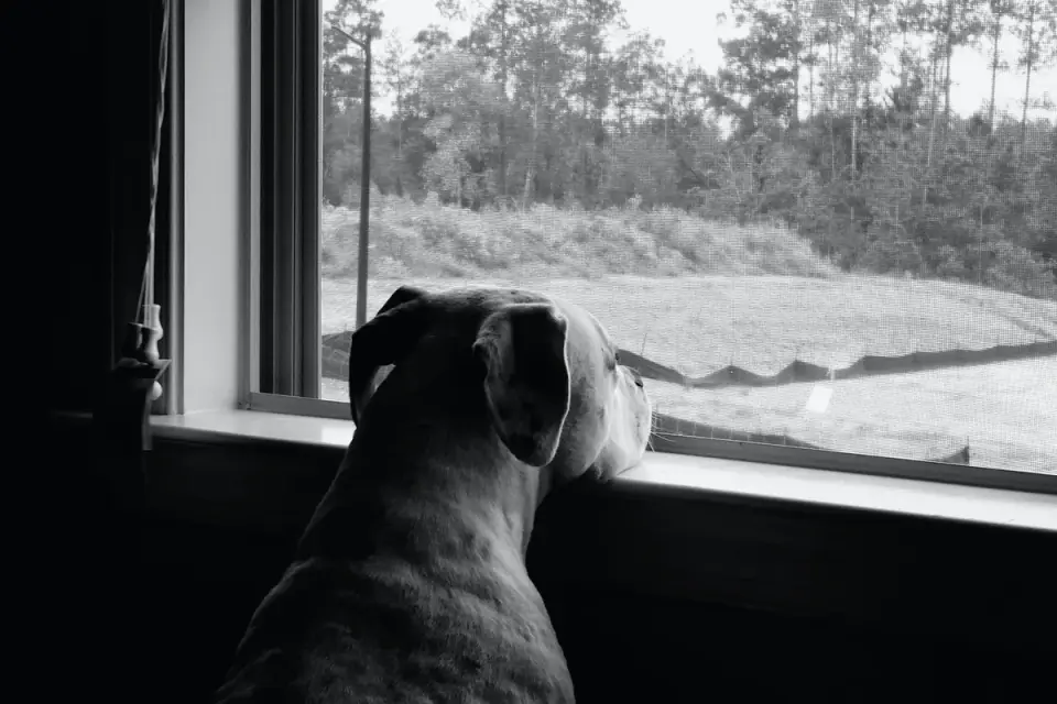 Dog at a car window