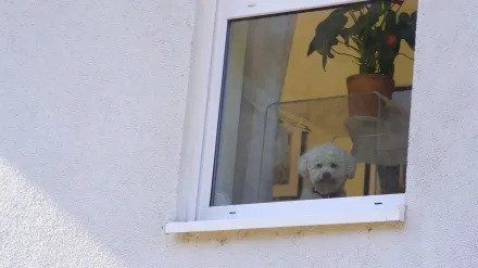 Dog at a car window