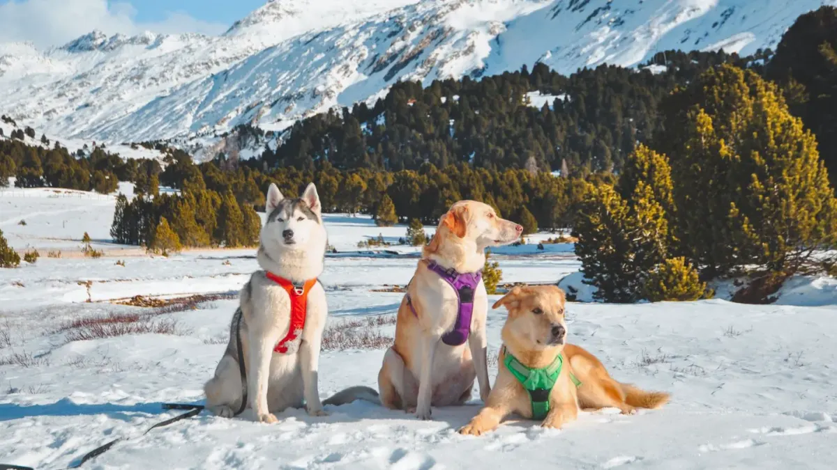 Dog at a viewpoint