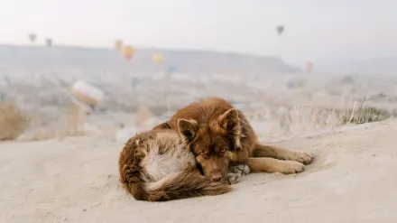 Dog at a viewpoint