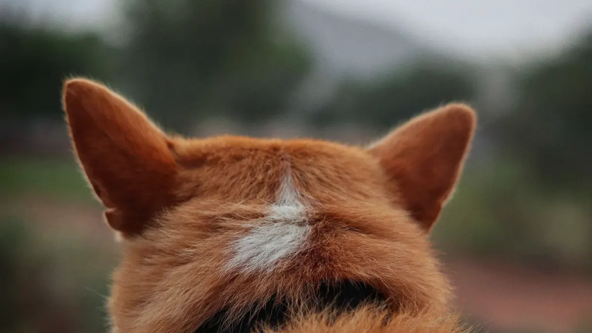 Dog at a viewpoint