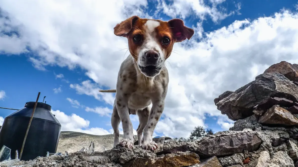 Dog at a viewpoint