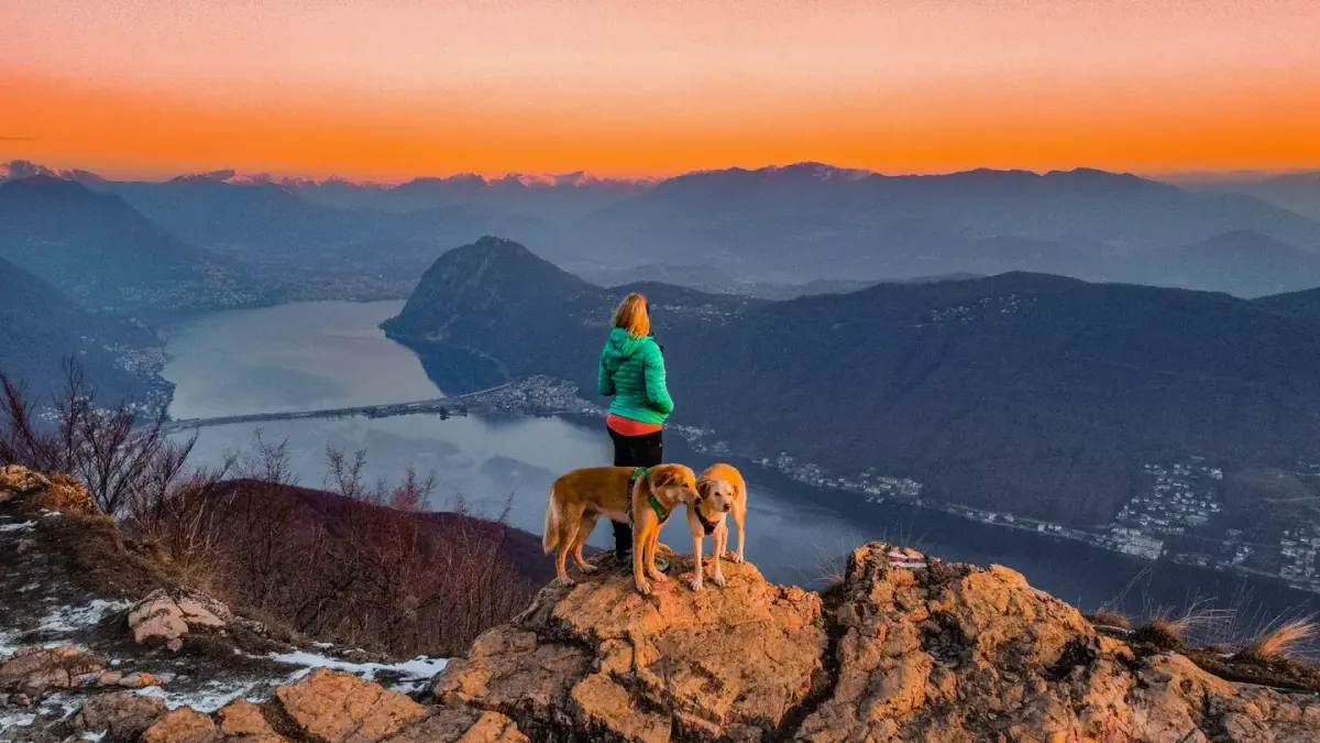 Dog at a viewpoint