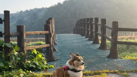 Dog at a viewpoint