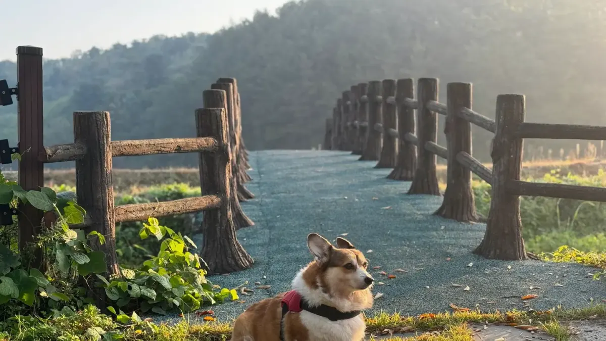 Dog at a viewpoint