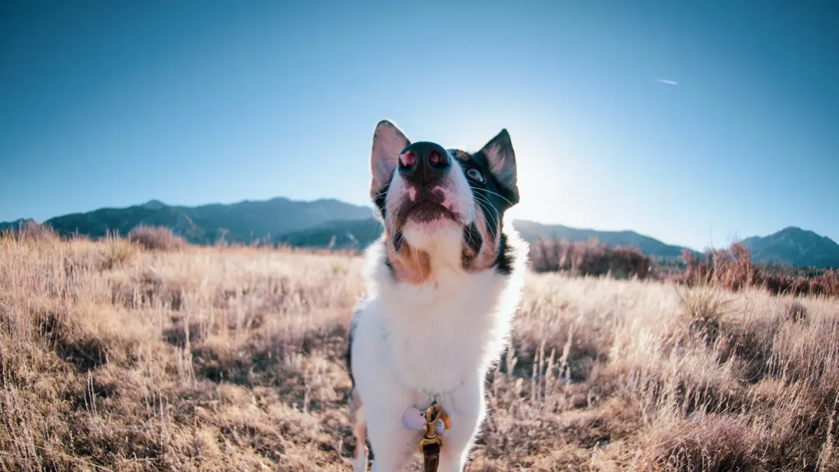 Dog at a viewpoint
