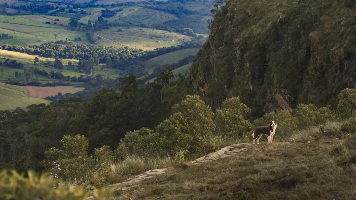 Dog at a viewpoint