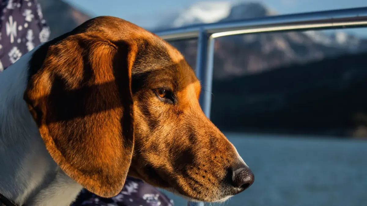 Dog at a viewpoint