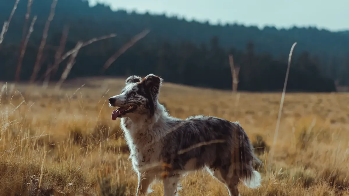 Dog at a viewpoint
