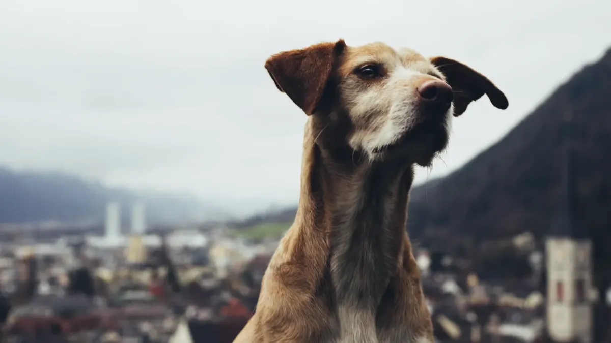 Dog at a viewpoint