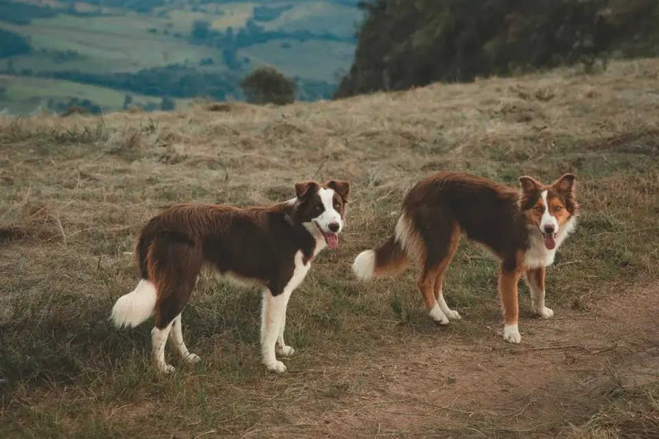 Dog at a viewpoint