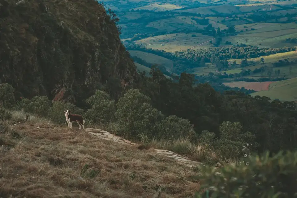 Dog at a viewpoint