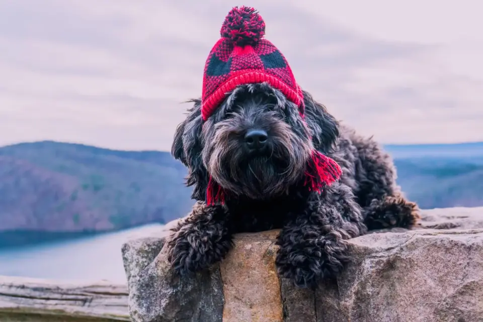 Dog at a viewpoint