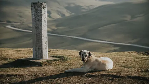 Dog at mountain viewpoint