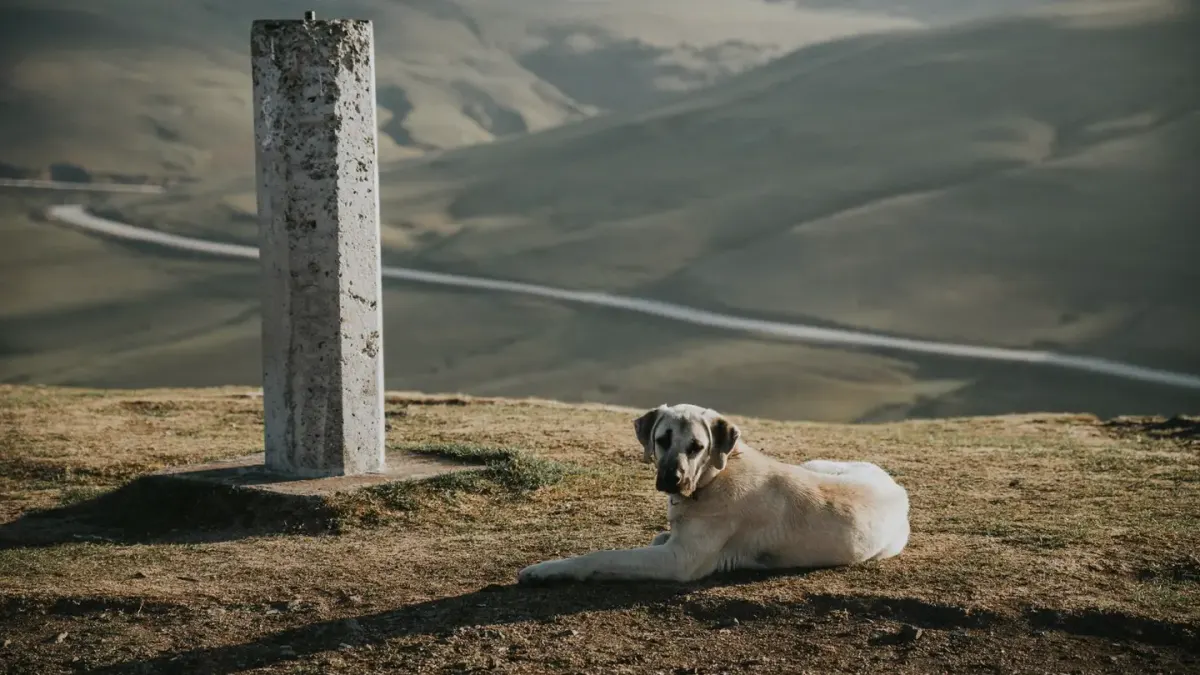 Dog at mountain viewpoint