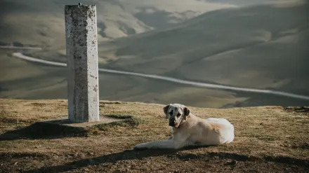 Dog at mountain viewpoint