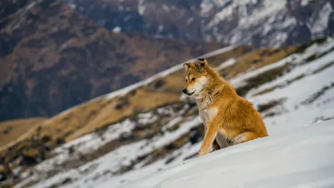 Dog at mountain viewpoint