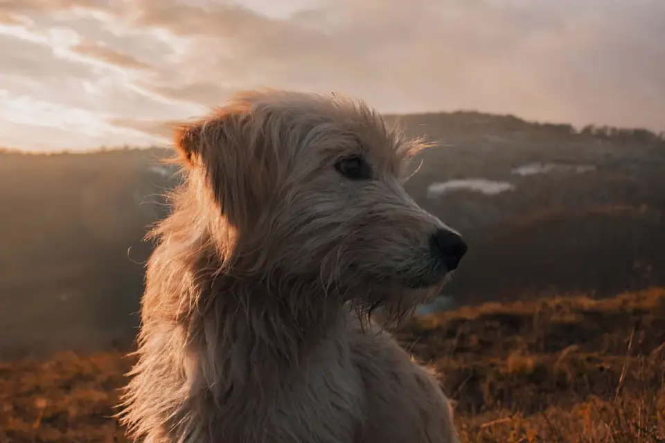 Dog at mountain viewpoint