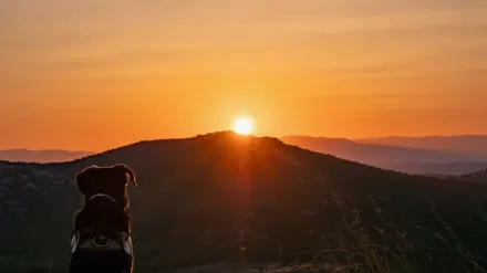 Dog at mountain viewpoint