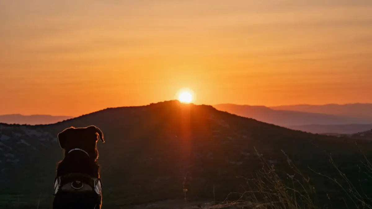Dog at mountain viewpoint