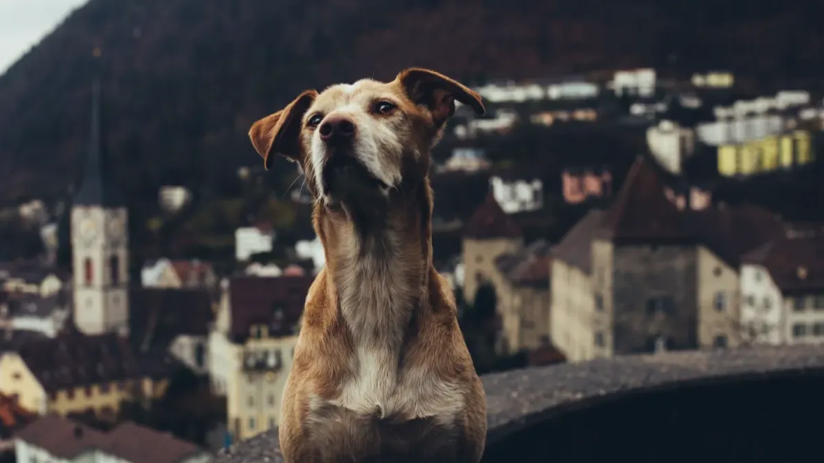 Dog at mountain viewpoint