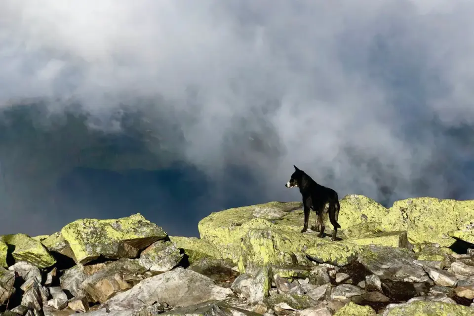 Dog at mountain viewpoint