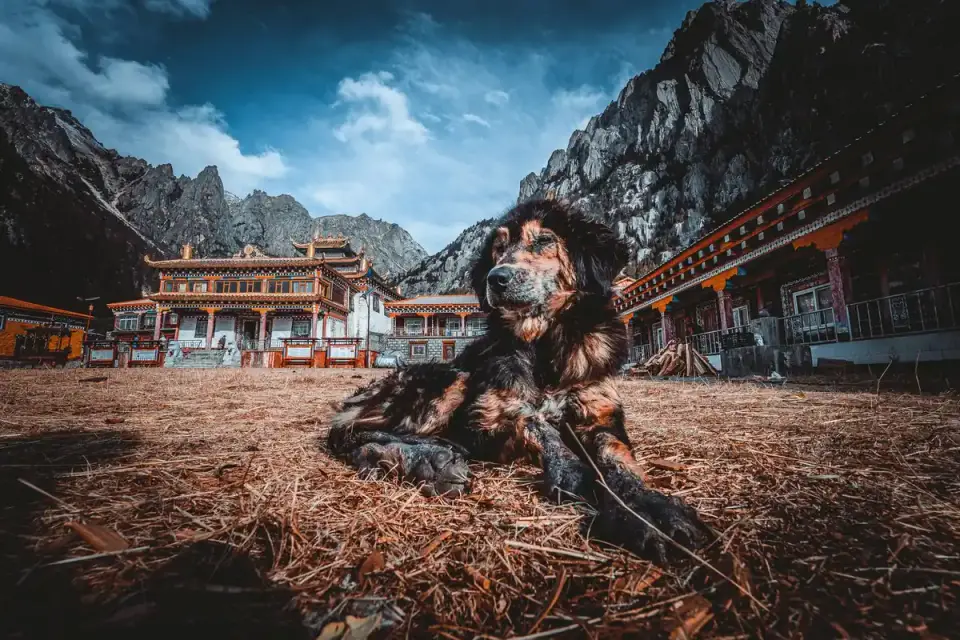 Dog at mountain viewpoint
