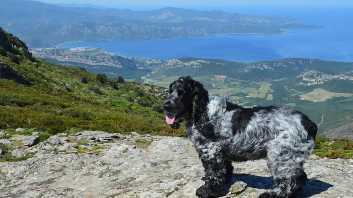Dog at mountain viewpoint