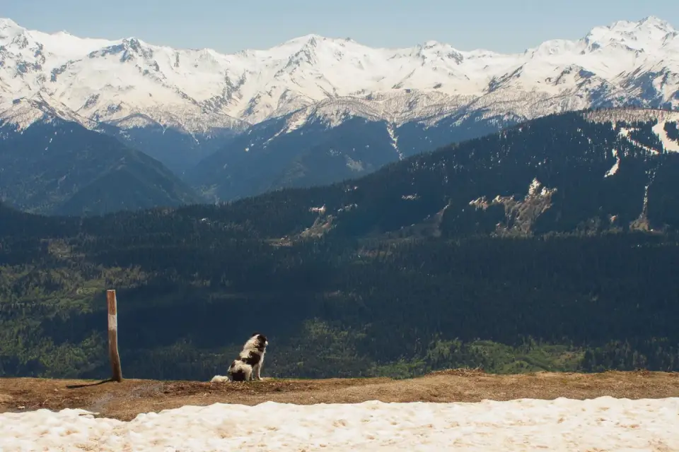 Dog at mountain viewpoint
