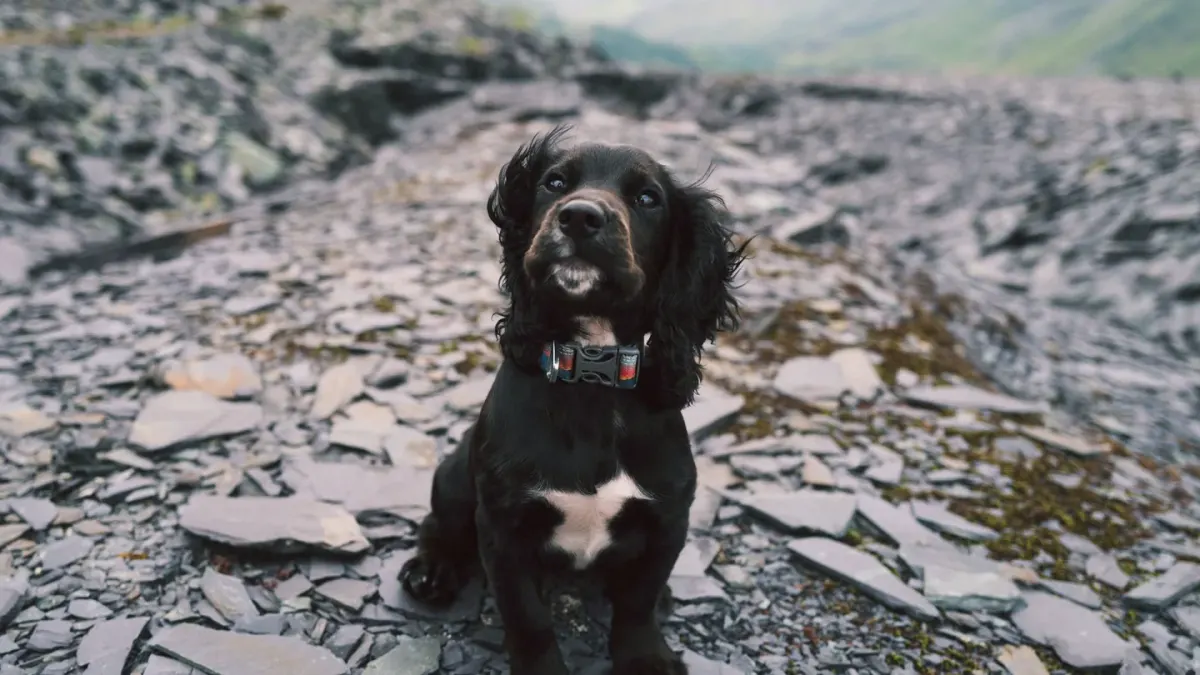 Dog at mountain viewpoint