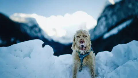 Dog at mountain viewpoint