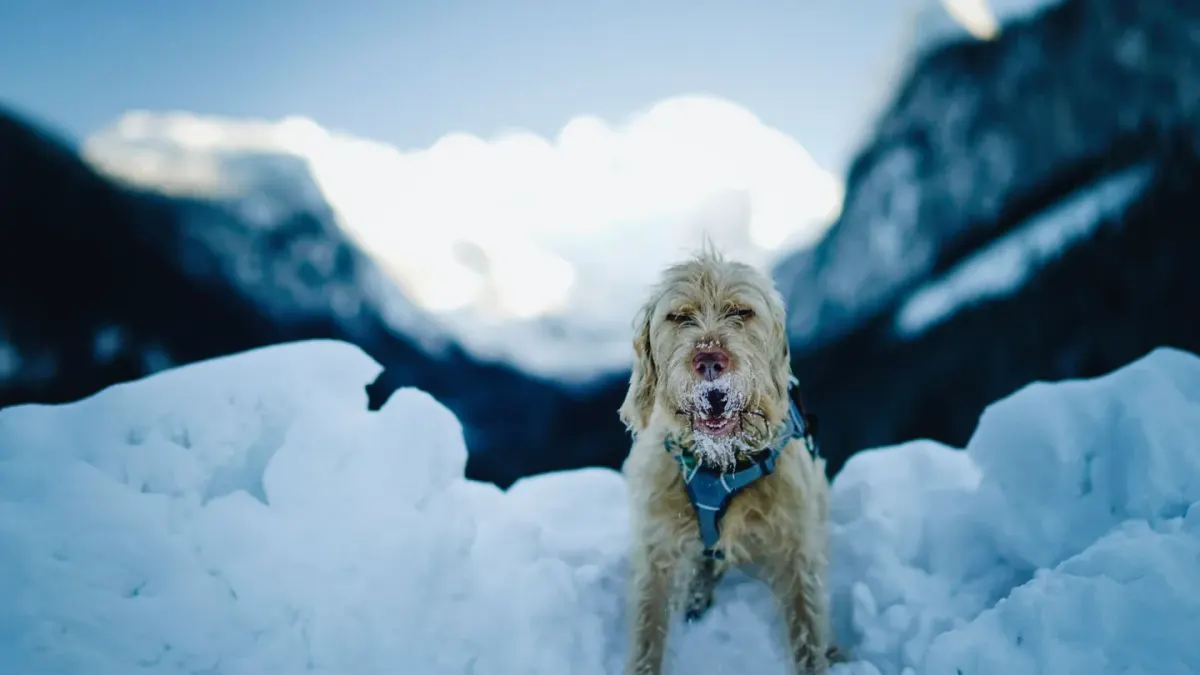 Dog at mountain viewpoint