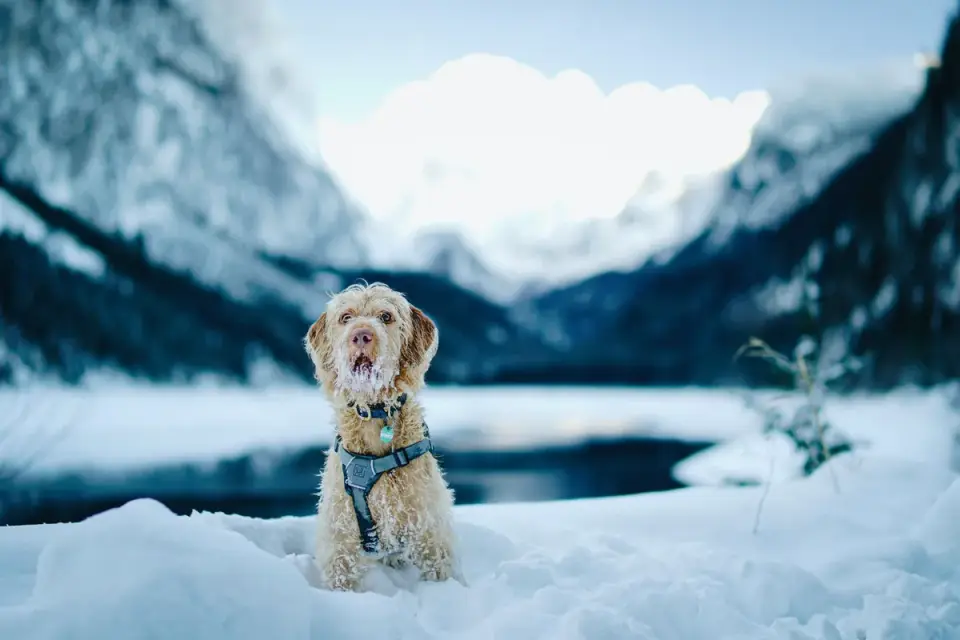 Dog at mountain viewpoint