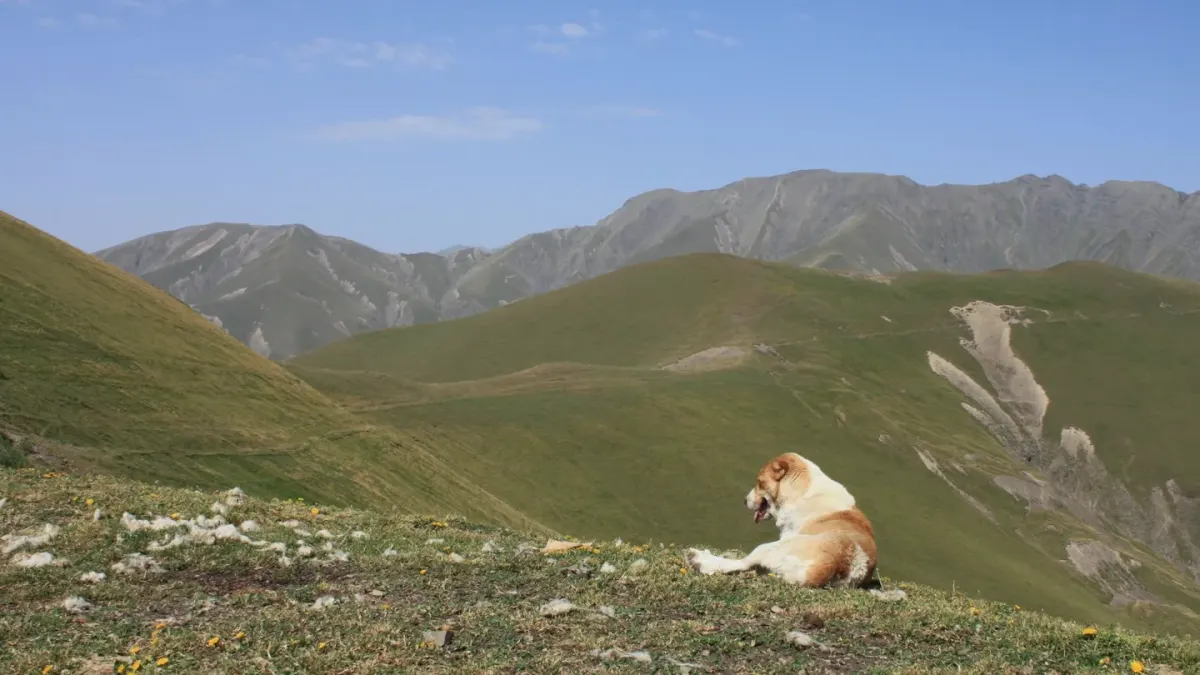 Dog at mountain viewpoint