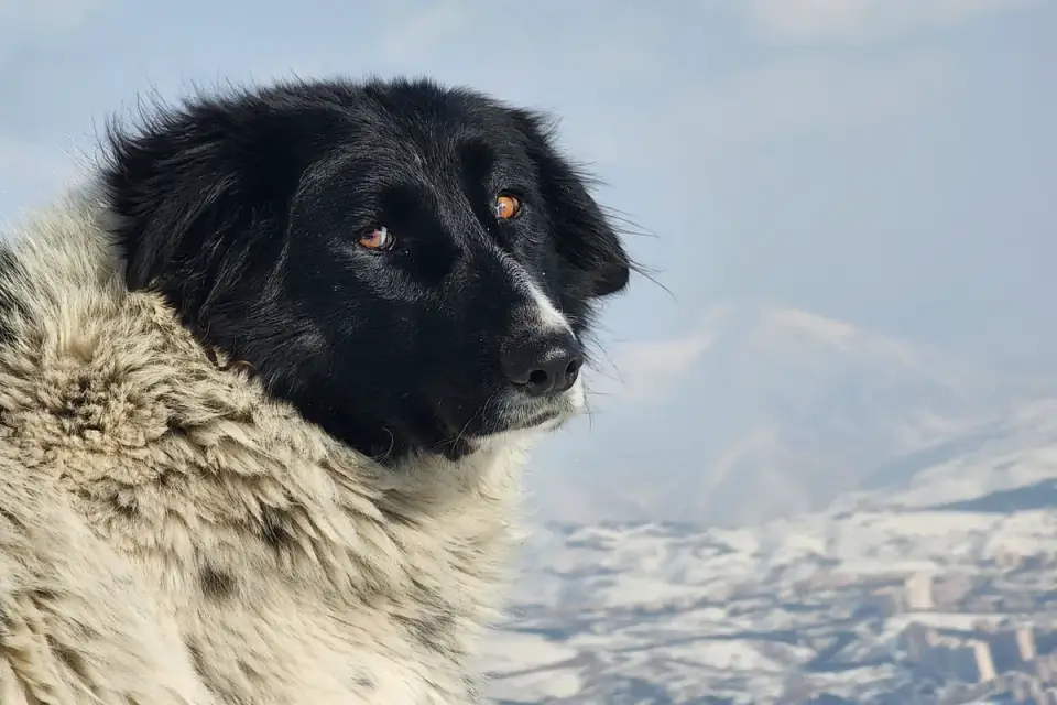 Dog at mountain viewpoint