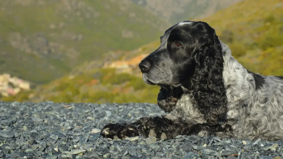 Dog at mountain viewpoint