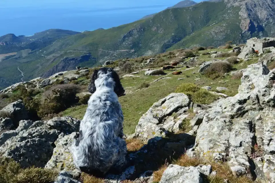 Dog at mountain viewpoint