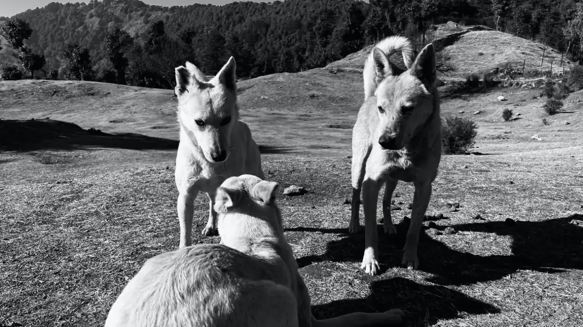 Dog at mountain viewpoint