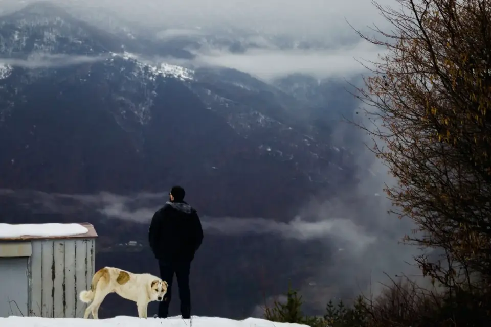Dog at mountain viewpoint