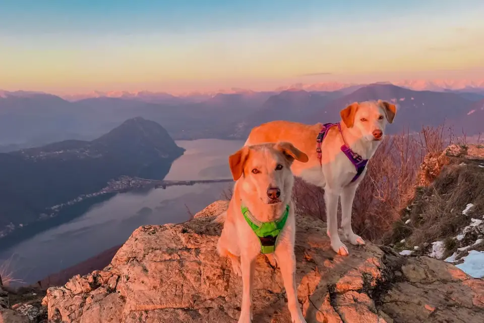 Dog at mountain viewpoint