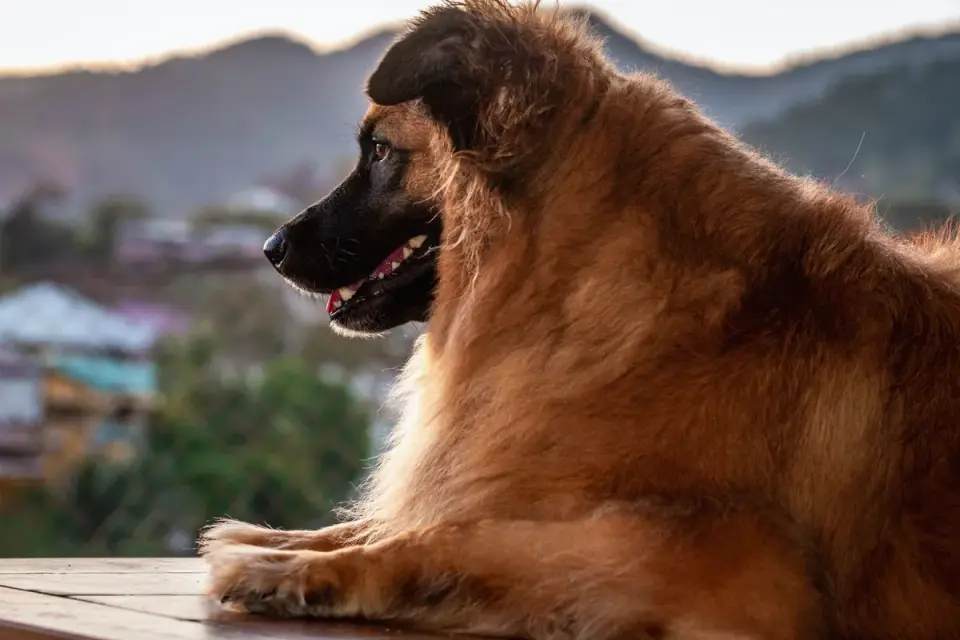 Dog at mountain viewpoint