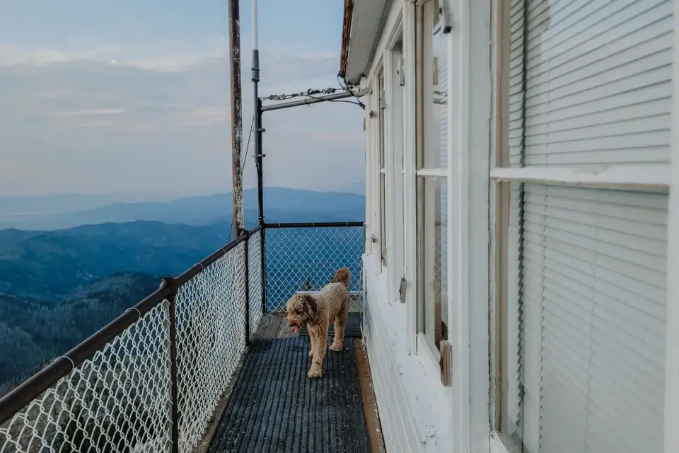 Dog at mountain viewpoint