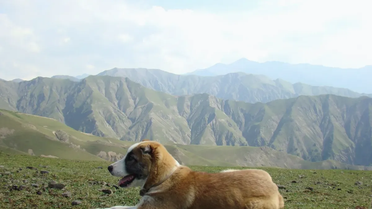 Dog at mountain viewpoint