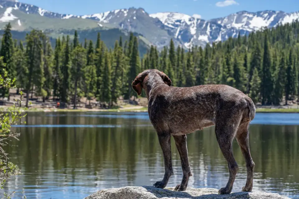 Dog beside a lake